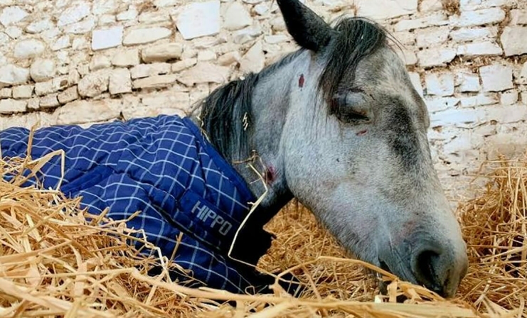 Pony stirbt vor den Augen seiner Retter: Jugendliche schlugen auf Tier ein & ließen es verletzt zurück